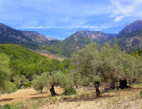 Paysage naturel – Serra de Tramuntana.